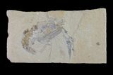 Large, Cretaceous Fossil Shrimp - Lebanon #154571-1